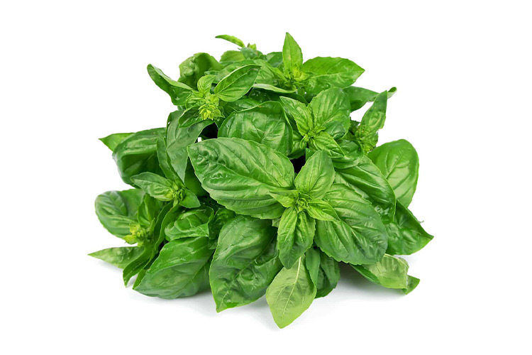 Basil