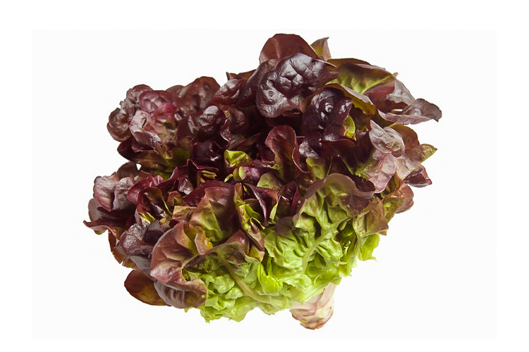 Bonito Lettuce