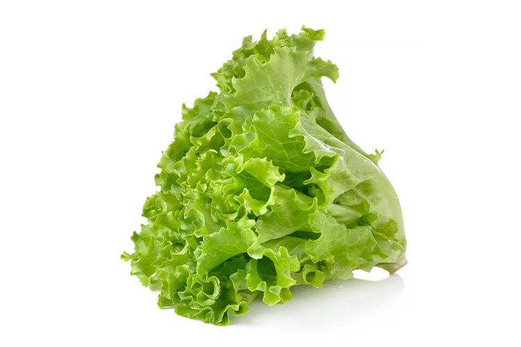 Curly Lettuce